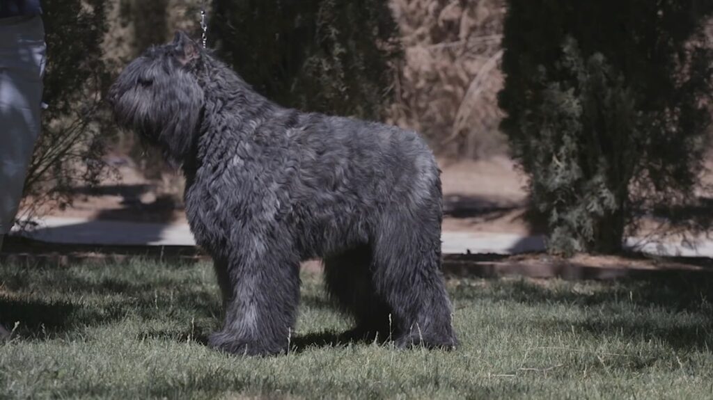 Bouvier Des Flandres - animals that start with b