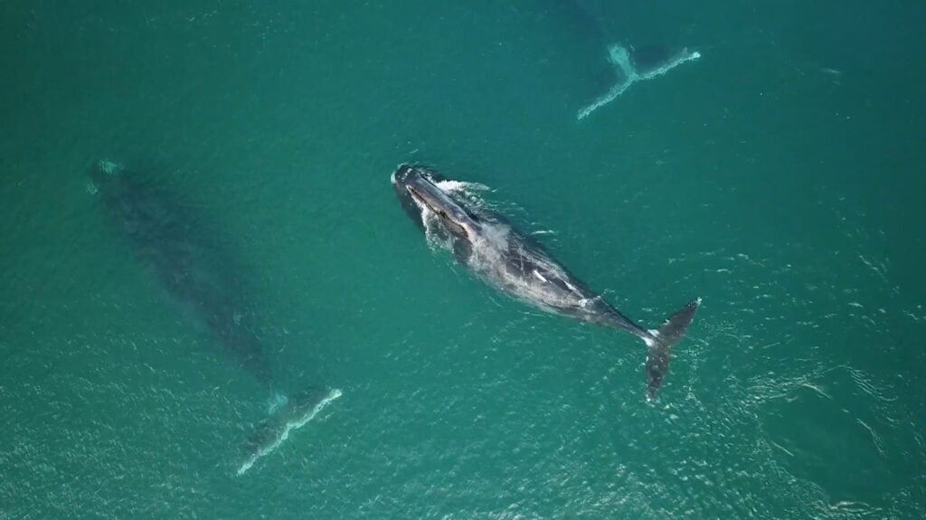 Bowhead Whale - animals that start with b