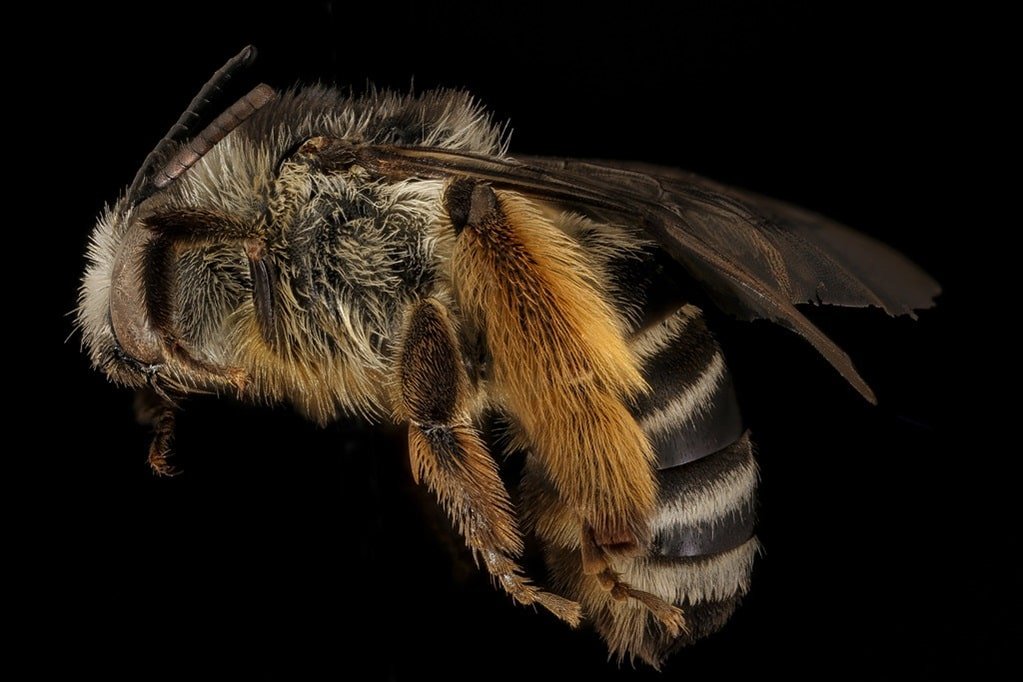 Box-Headed Blood Bee