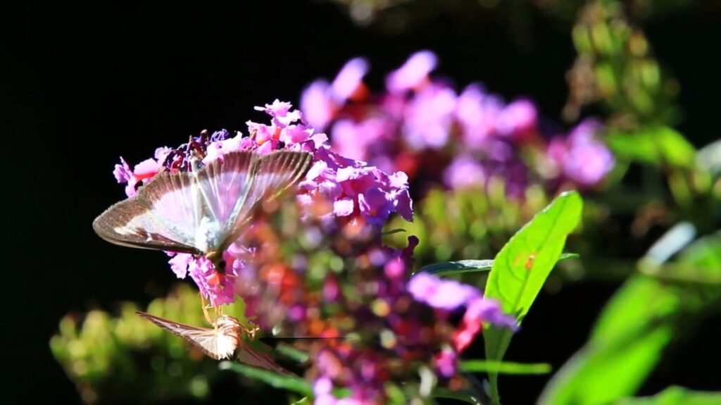 Box Tree Moth - animals that start with b