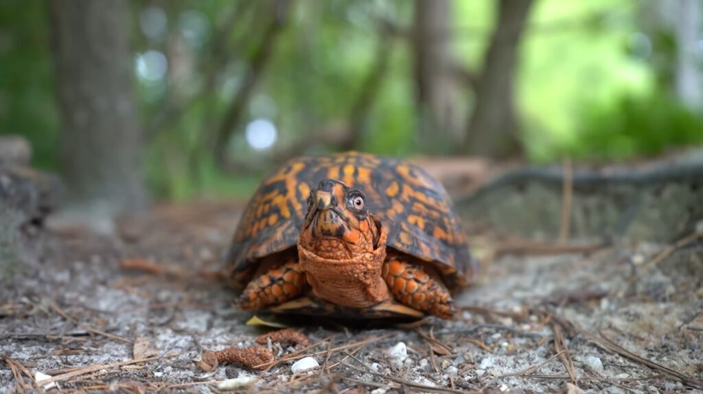 Box Turtle