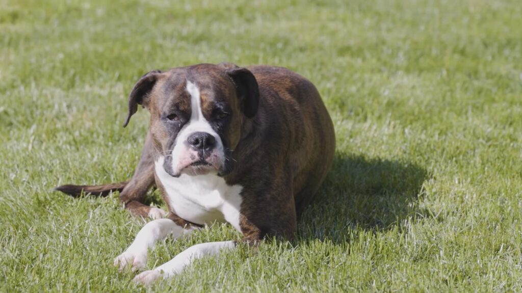 Boxer Dog