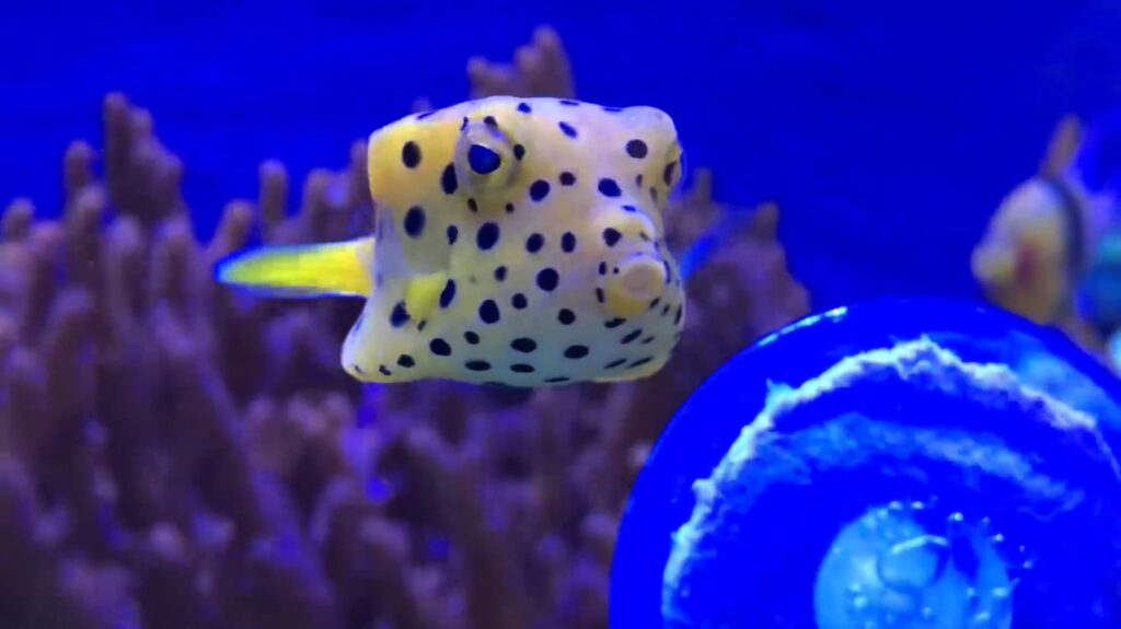 Boxfish