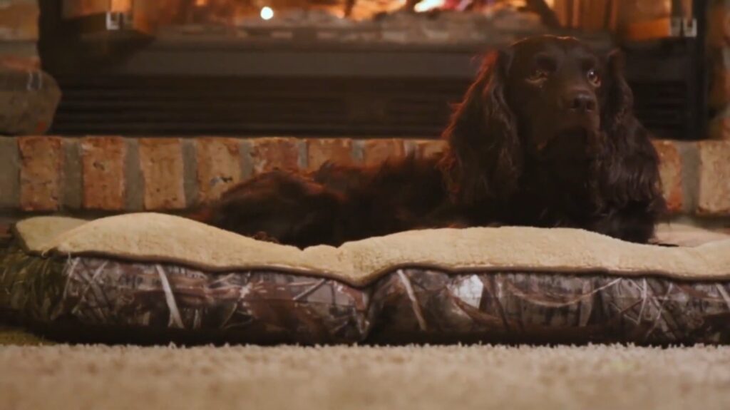 Boykin Spaniel