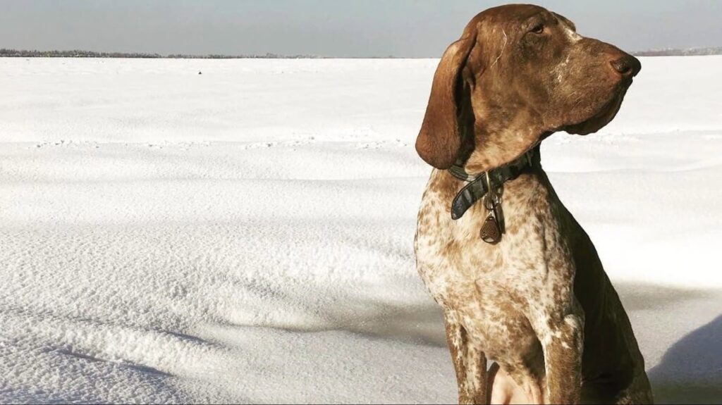 Bracco Italiano