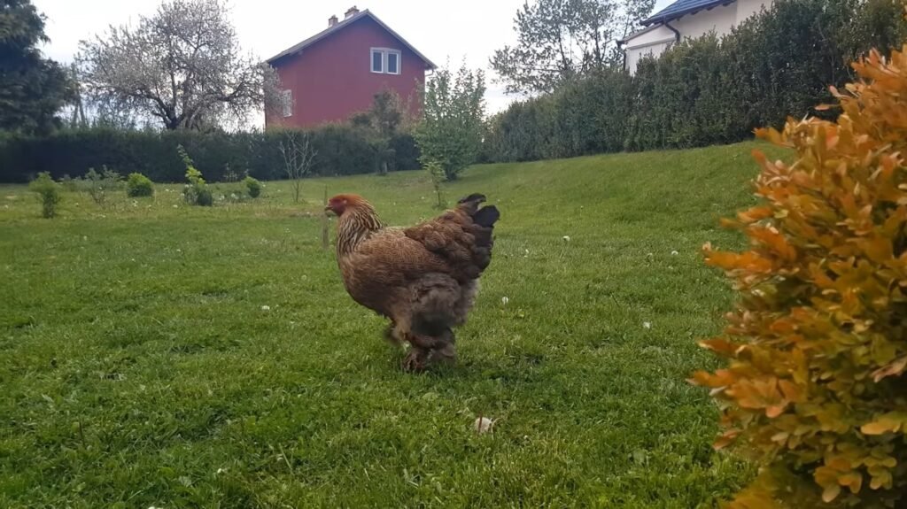 Brahma Chicken - animals that start with b