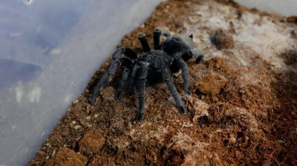 Brazilian Black Tarantula