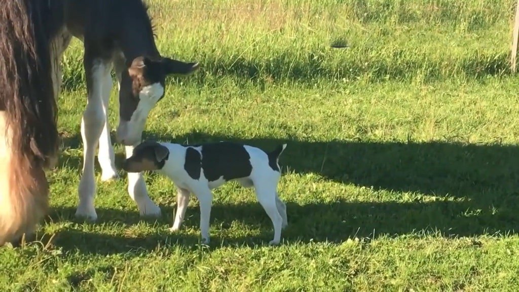 Brazilian Terrier