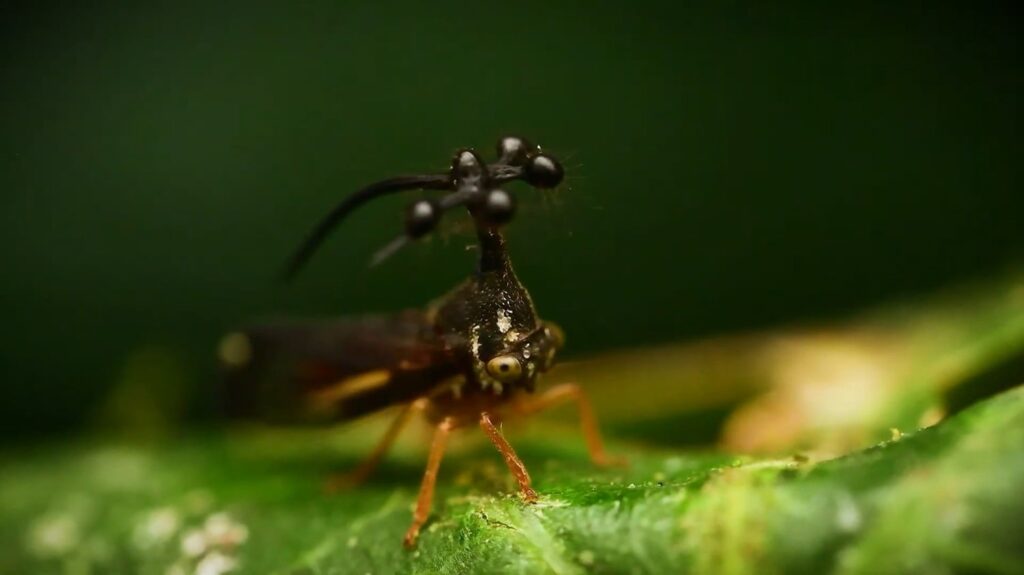 Brazilian Treehopper