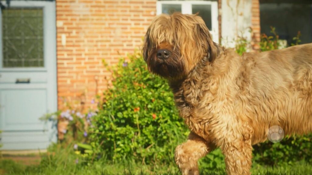 Briard