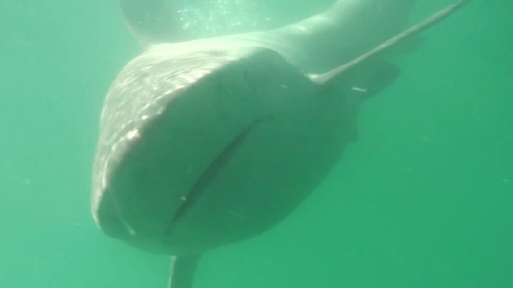 Bronze Whaler Shark