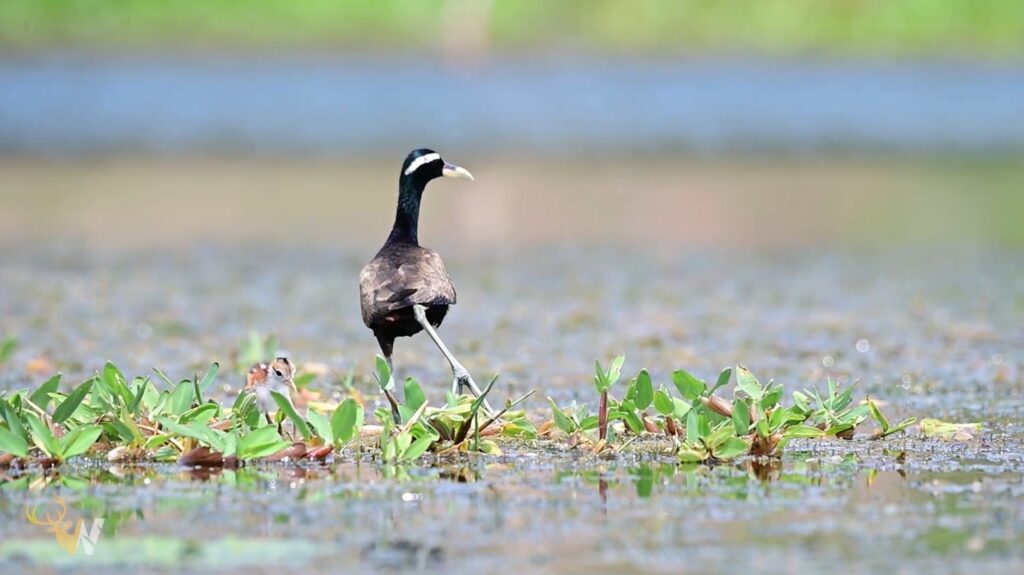 Bronze-winged Jacana