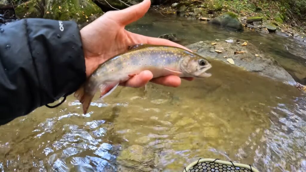 Brook Trout