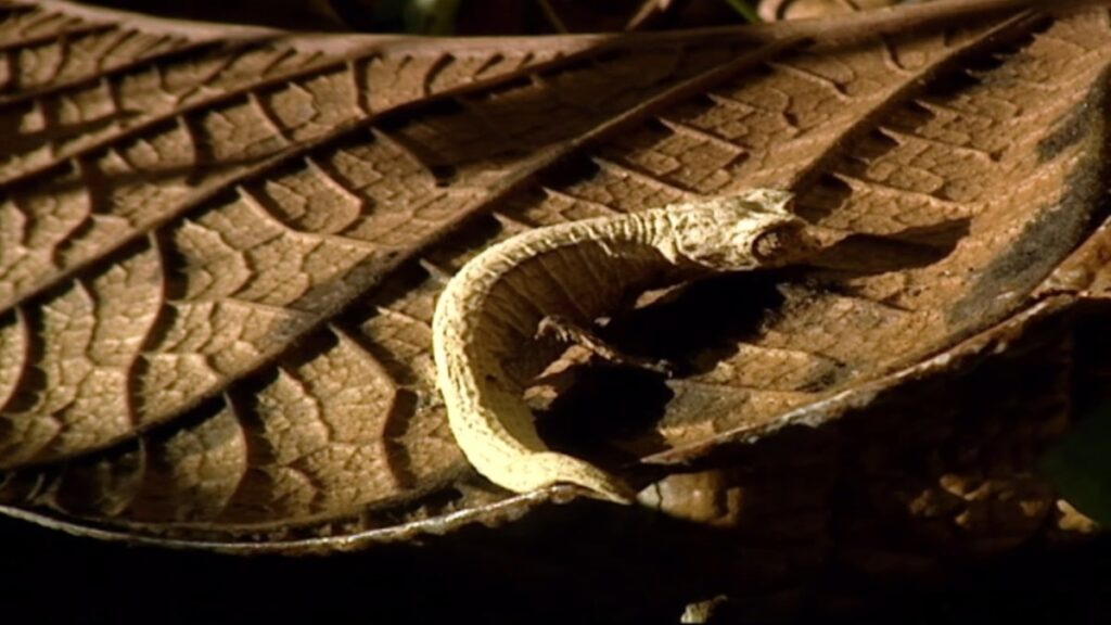 Brookesia Micra Chameleon - Smallest Animals in the World -