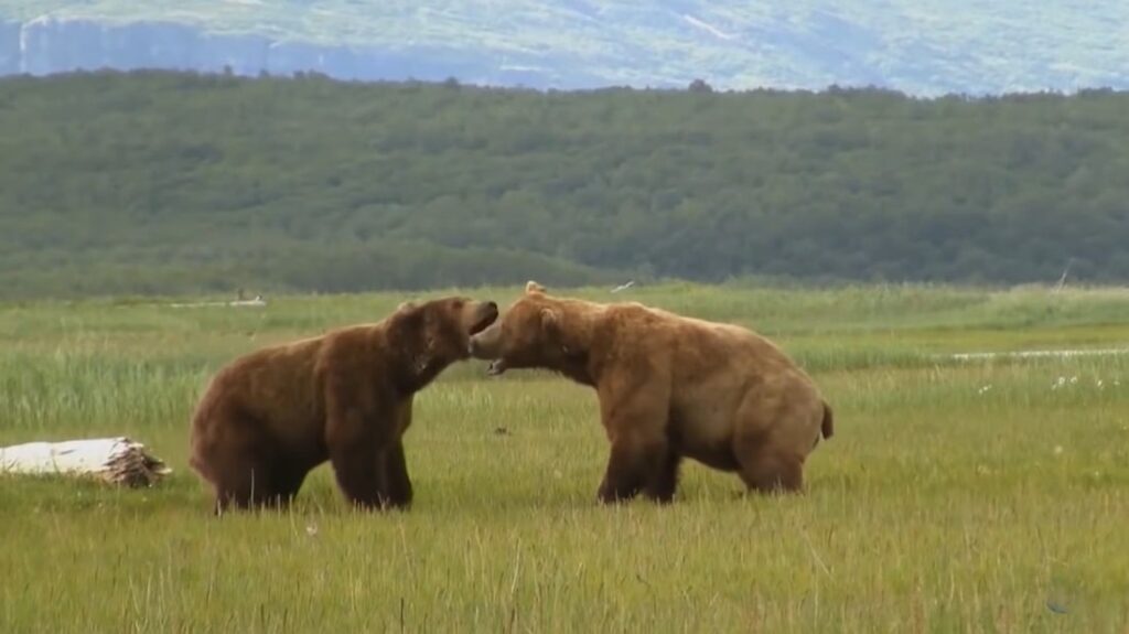 Brown Bear