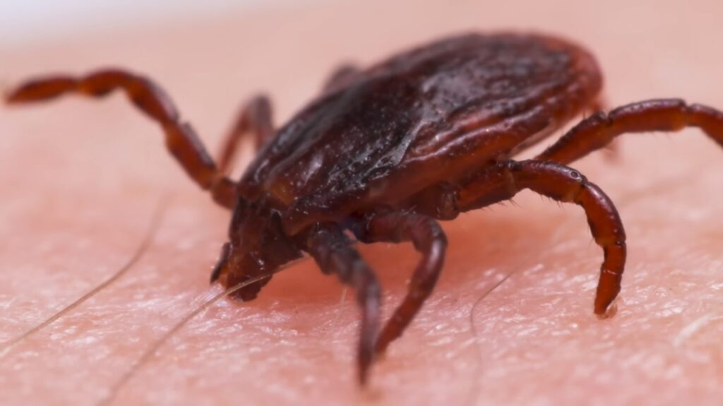 Brown Dog Tick