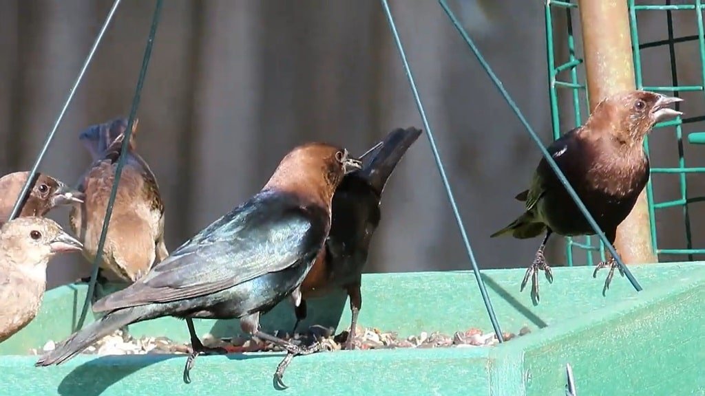 Brown Headed Cowbird