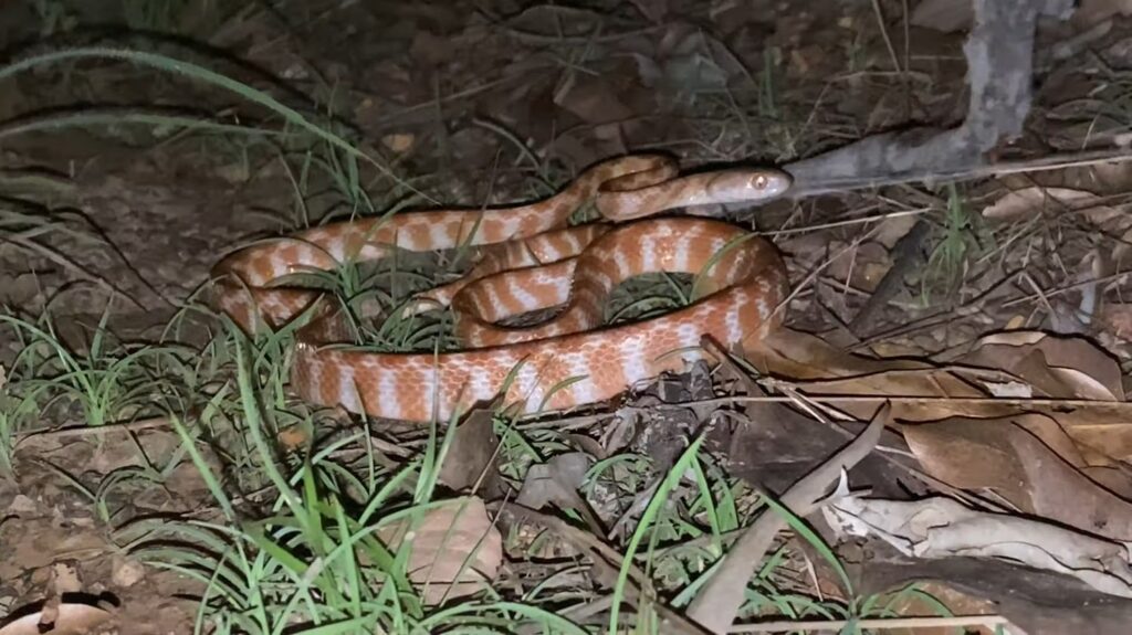 Brown Tree Snake