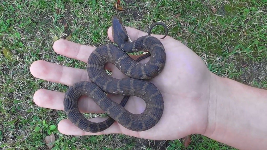 Brown Water Snake