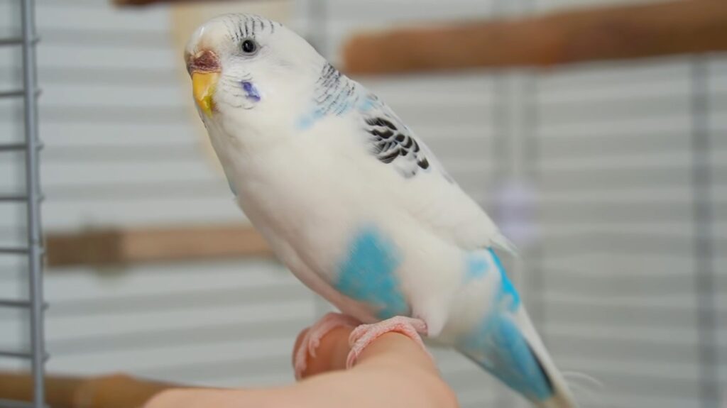 Budgerigar