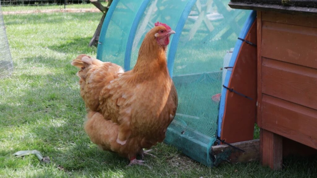 Buff Orpington Chicken