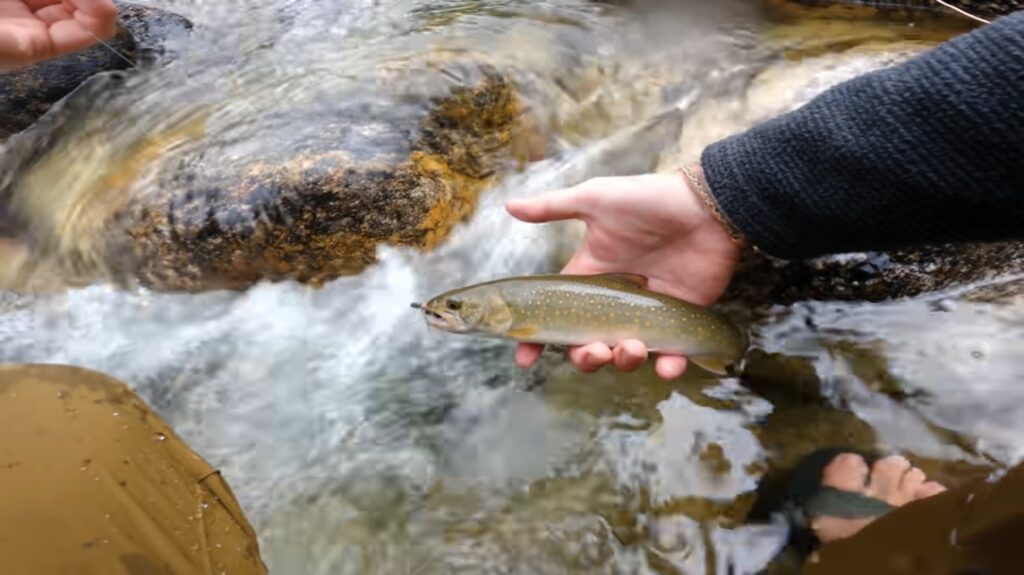 Bull Trout