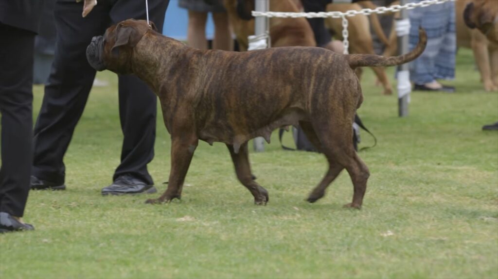 Bullmastiff