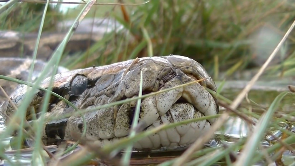 Burmese Python - animals that start with b