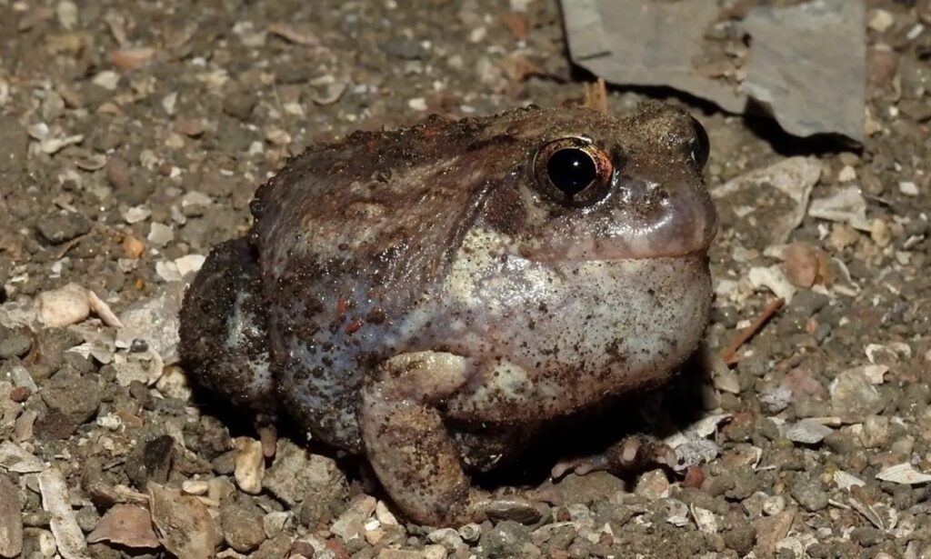 Burrowing Frog - animals that start with b