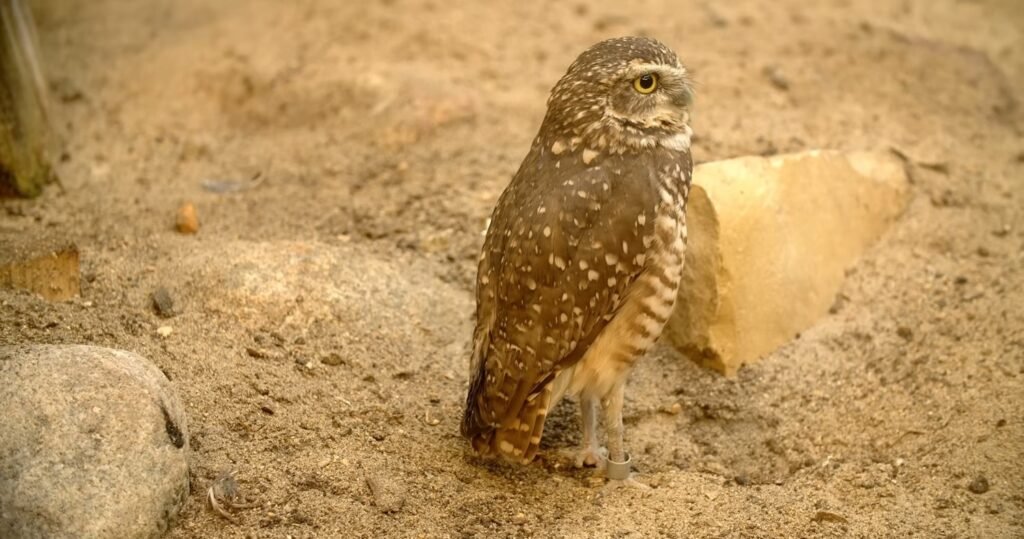 Burrowing Owl - animals that start with b