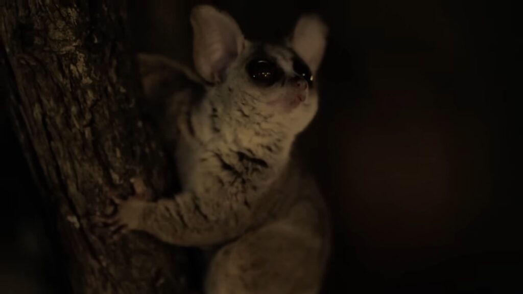 Bush Baby - animals that start with b