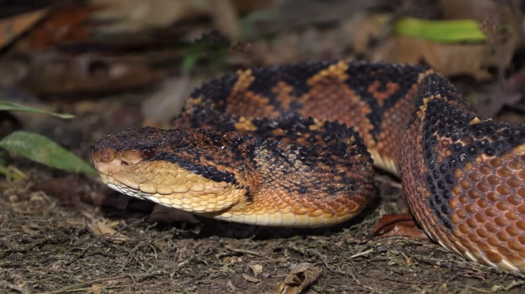 Bushmaster Snake - animals that start with b