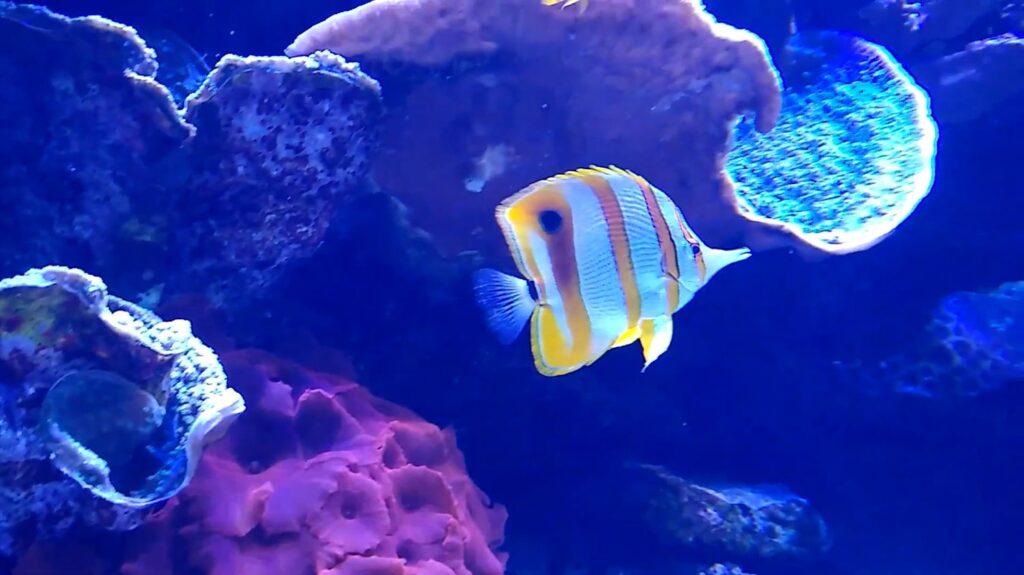 Butterfly Fish - animals that start with b