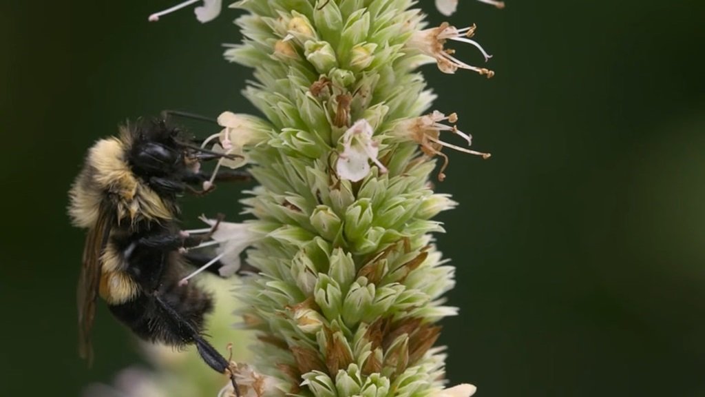 Rusty-Patched Bumblebee - animals that start with b