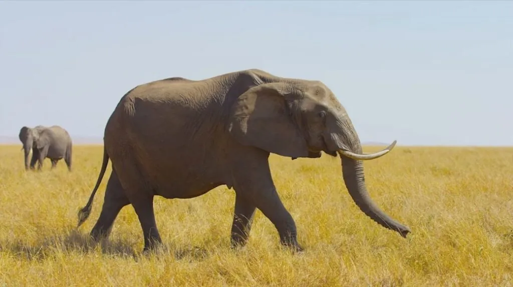 African Forest Elephant appearance