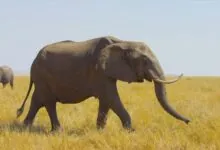 African Forest Elephant appearance