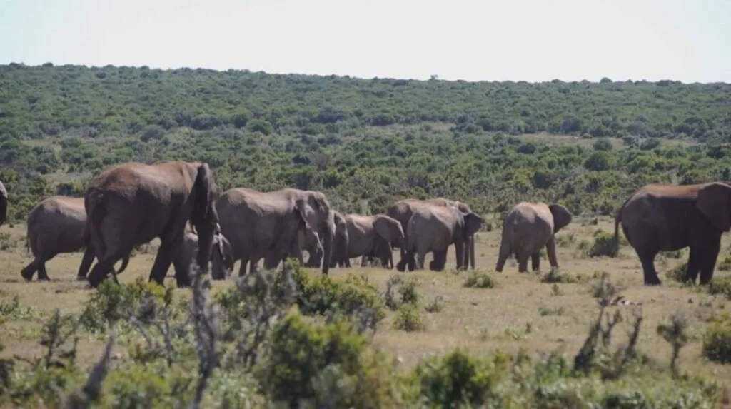 African Forest Elephant population