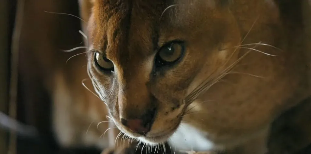 African Golden cat appearance