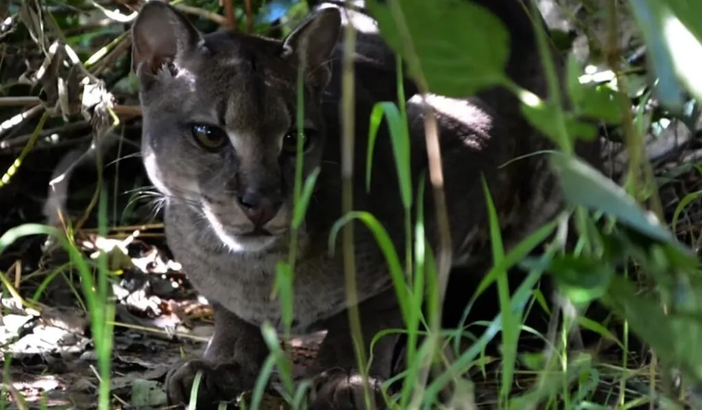 African Golden cat lifestyle