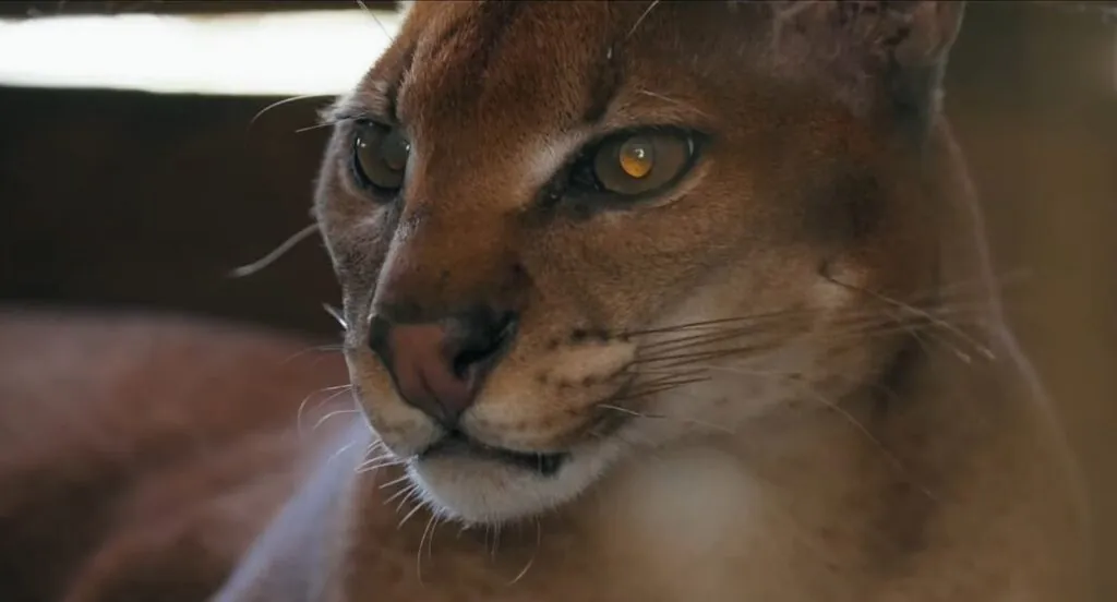 African Golden cat reproduction.