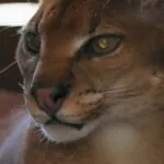 African Golden cat reproduction.
