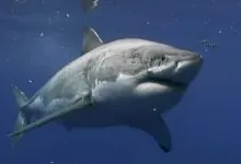 Great White Sharks appearance