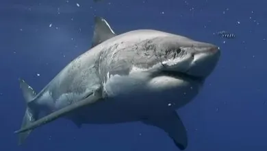 Great White Sharks appearance