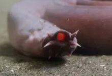Hagfish Guardians of the Deep and Masters of Slime