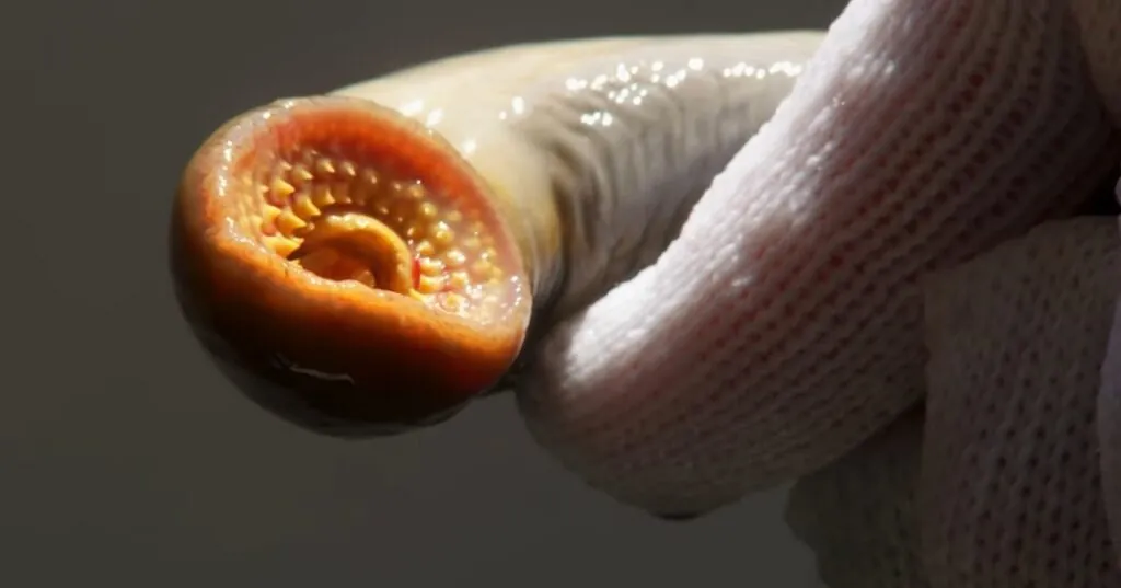 Lamprey Master of Suction with No Jaws to Speak Of