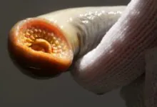 Lamprey Master of Suction with No Jaws to Speak Of