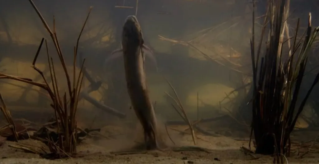 Lungfish The Astonishing Fish That Breathes Air