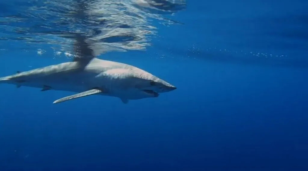 Mako Sharks Habitat