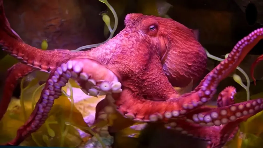 Octopus top 10 animals with superpowers 