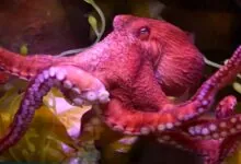 Octopus top 10 animals with superpowers